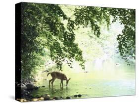 Lone White-Tailed Deer Drinking Water from Banks of Cheat River-John Dominis-Stretched Canvas