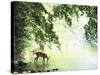 Lone White-Tailed Deer Drinking Water from Banks of Cheat River-John Dominis-Stretched Canvas