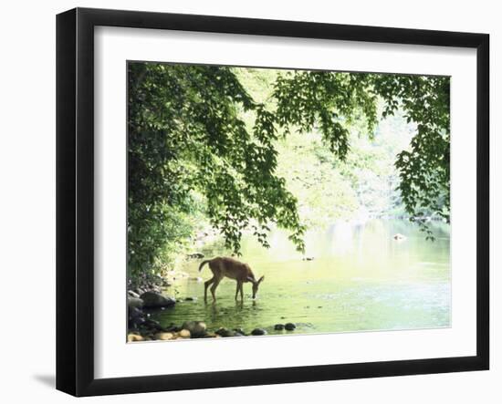 Lone White-Tailed Deer Drinking Water from Banks of Cheat River-John Dominis-Framed Premium Photographic Print