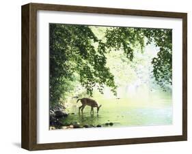 Lone White-Tailed Deer Drinking Water from Banks of Cheat River-John Dominis-Framed Photographic Print