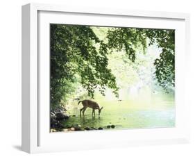 Lone White-Tailed Deer Drinking Water from Banks of Cheat River-John Dominis-Framed Photographic Print