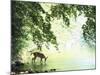 Lone White-Tailed Deer Drinking Water from Banks of Cheat River-John Dominis-Mounted Photographic Print