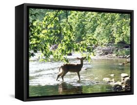 Lone White-Tailed Deer Nibbling Young Oak Leaves From Banks of Cheat River-John Dominis-Framed Stretched Canvas