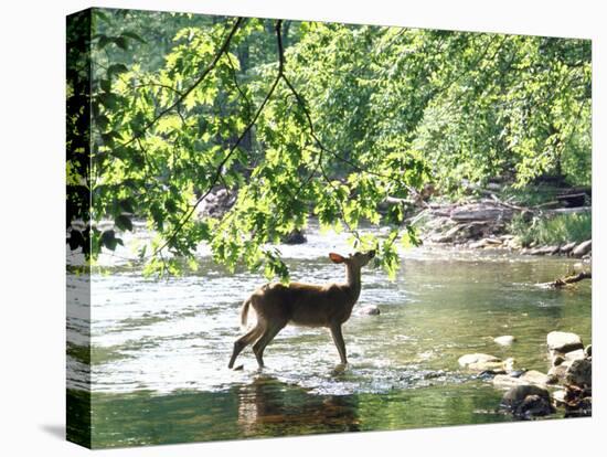 Lone White-Tailed Deer Nibbling Young Oak Leaves From Banks of Cheat River-John Dominis-Stretched Canvas