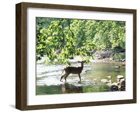 Lone White-Tailed Deer Nibbling Young Oak Leaves From Banks of Cheat River-John Dominis-Framed Photographic Print