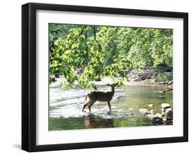 Lone White-Tailed Deer Nibbling Young Oak Leaves From Banks of Cheat River-John Dominis-Framed Photographic Print