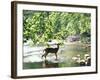 Lone White-Tailed Deer Nibbling Young Oak Leaves From Banks of Cheat River-John Dominis-Framed Photographic Print