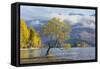 Lone willow tree growing at the edge of Lake Wanaka, autumn, Roys Bay, Wanaka, Queenstown-Lakes dis-Ruth Tomlinson-Framed Stretched Canvas