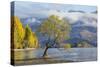 Lone willow tree growing at the edge of Lake Wanaka, autumn, Roys Bay, Wanaka, Queenstown-Lakes dis-Ruth Tomlinson-Stretched Canvas