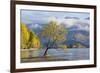 Lone willow tree growing at the edge of Lake Wanaka, autumn, Roys Bay, Wanaka, Queenstown-Lakes dis-Ruth Tomlinson-Framed Photographic Print