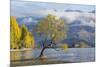 Lone willow tree growing at the edge of Lake Wanaka, autumn, Roys Bay, Wanaka, Queenstown-Lakes dis-Ruth Tomlinson-Mounted Photographic Print