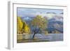 Lone willow tree growing at the edge of Lake Wanaka, autumn, Roys Bay, Wanaka, Queenstown-Lakes dis-Ruth Tomlinson-Framed Photographic Print