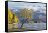 Lone willow tree growing at the edge of Lake Wanaka, autumn, Roys Bay, Wanaka, Queenstown-Lakes dis-Ruth Tomlinson-Framed Stretched Canvas