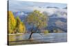 Lone willow tree growing at the edge of Lake Wanaka, autumn, Roys Bay, Wanaka, Queenstown-Lakes dis-Ruth Tomlinson-Stretched Canvas