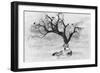 Lone Wolf And Tree-Ata Alishahi-Framed Giclee Print