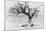 Lone Wolf And Tree-Ata Alishahi-Mounted Giclee Print