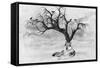 Lone Wolf And Tree-Ata Alishahi-Framed Stretched Canvas