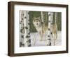 Lone Wolf-William Vanderdasson-Framed Giclee Print