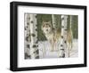 Lone Wolf-William Vanderdasson-Framed Giclee Print