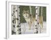 Lone Wolf-William Vanderdasson-Framed Giclee Print