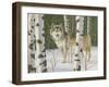 Lone Wolf-William Vanderdasson-Framed Giclee Print