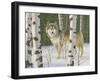 Lone Wolf-William Vanderdasson-Framed Giclee Print