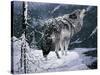 Lone Wolf-Jeff Tift-Stretched Canvas