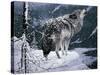 Lone Wolf-Jeff Tift-Stretched Canvas