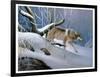 Lone Wolf-Leo Stans-Framed Art Print