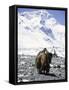 Lone Yak-Michael Brown-Framed Stretched Canvas