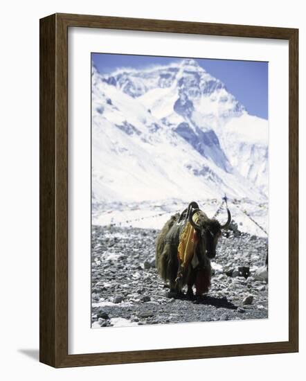 Lone Yak-Michael Brown-Framed Photographic Print