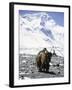 Lone Yak-Michael Brown-Framed Photographic Print