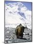 Lone Yak-Michael Brown-Mounted Photographic Print