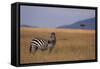 Lone Zebra-DLILLC-Framed Stretched Canvas