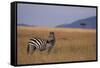 Lone Zebra-DLILLC-Framed Stretched Canvas