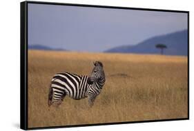 Lone Zebra-DLILLC-Framed Stretched Canvas