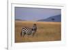 Lone Zebra-DLILLC-Framed Photographic Print