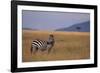 Lone Zebra-DLILLC-Framed Photographic Print