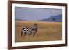 Lone Zebra-DLILLC-Framed Photographic Print