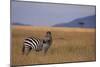 Lone Zebra-DLILLC-Mounted Photographic Print