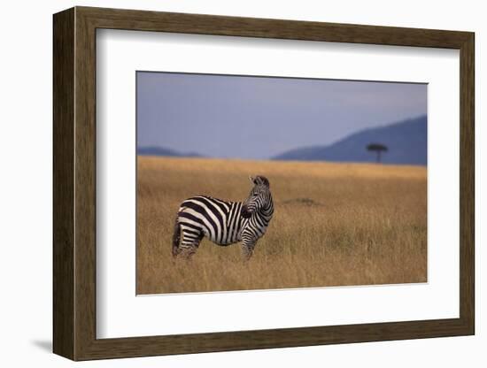 Lone Zebra-DLILLC-Framed Photographic Print