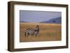 Lone Zebra-DLILLC-Framed Photographic Print