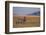 Lone Zebra-DLILLC-Framed Photographic Print