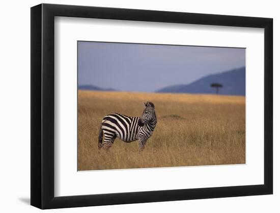 Lone Zebra-DLILLC-Framed Photographic Print