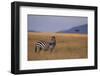 Lone Zebra-DLILLC-Framed Photographic Print