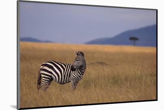 Lone Zebra-DLILLC-Mounted Photographic Print