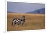 Lone Zebra-DLILLC-Framed Photographic Print
