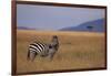 Lone Zebra-DLILLC-Framed Photographic Print