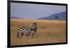 Lone Zebra-DLILLC-Framed Photographic Print