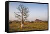 Lonely Baobab Tree in the Kimberleys, Western Australia, Australia, Pacific-Michael Runkel-Framed Stretched Canvas